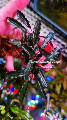 Buy Bucephalandra Purple Diamond (per rhyzome) | The 181 Aquarium