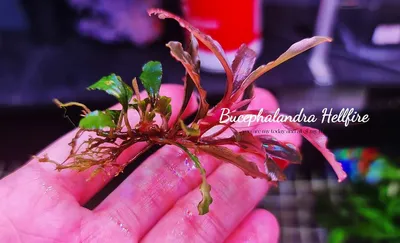 Buy Bucephalandra Hellfire (submersed) | The 181 Aquarium from