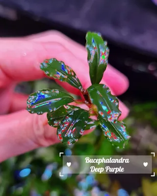 Buy Bucephalandra Deep Purple | The 181 Aquarium from Largest