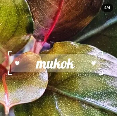 Buy Bucephalandra Mukok | The 181 Aquarium from Largest Online