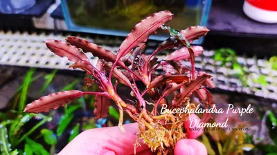 水草 bucephalandra sp. Diamond dust Yahoo!オークション - Bucephalandra sp Diamond dust ブセファランド