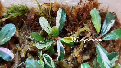 Buy Bucephalandra Varigata Pink (per rhyzome) | The 181 Aquarium