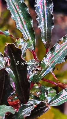 Buy Bucephalandra Purple Diamond (per rhyzome) | The 181 Aquarium