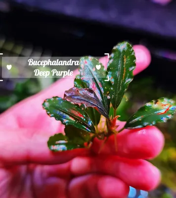 Buy Bucephalandra Deep Purple | The 181 Aquarium from Largest