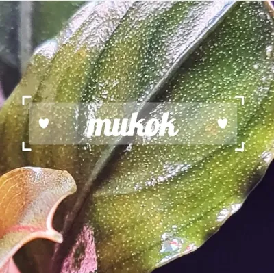 Buy Bucephalandra Mukok | The 181 Aquarium from Largest Online
