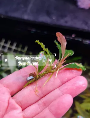 Buy Bucephalandra Deep Purple | The 181 Aquarium from Largest