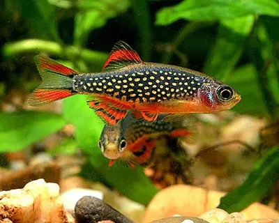 Buy ADA LIGHT SCREEN 60 | Specialized Aquatic Solutions from
