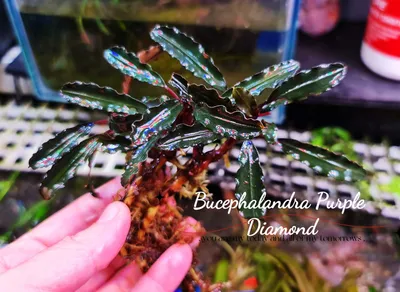 Buy Bucephalandra Varigata Pink (per rhyzome) | The 181 Aquarium
