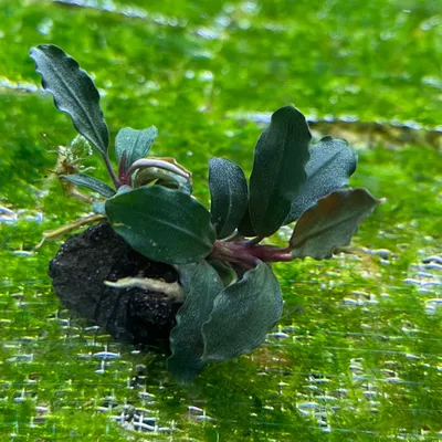 Buy Bucephalandra Brownie Ghost | Capricorn Aquarium from Largest