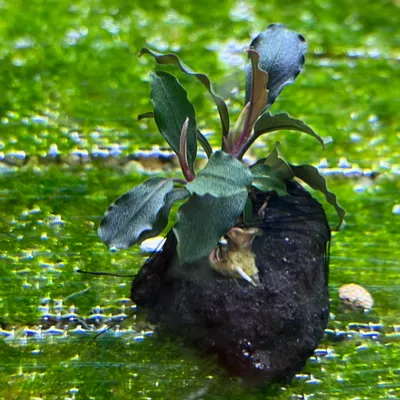 Buy Bucephalandra Brownie Ghost | Capricorn Aquarium from Largest
