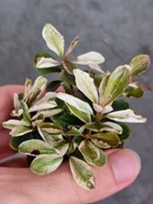 Buy Bucephalandra sp. 'Pink Malawi' | Iven Betta from Largest