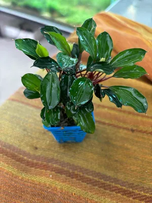 Buy Bucephalandra Red Heart | Capricorn Aquarium from Largest