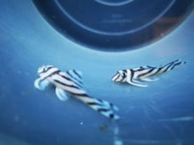 Buy L46 zebra pleco 4-4.5cm | FishList by DesmondLim from Largest ...