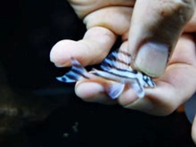 Buy L46 zebra pleco 4-4.5cm | FishList by DesmondLim from Largest ...