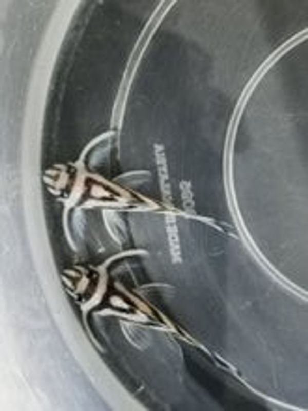 Buy L46 zebra pleco 4-4.5cm | FishList by DesmondLim from Largest ...