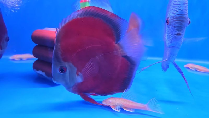 Buy Sun Merah Discus | TCL Discus from Largest Online Aquarium Fish ...